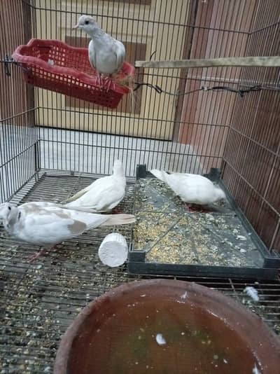 dove bird