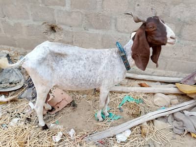 kamori dudh wali bakri