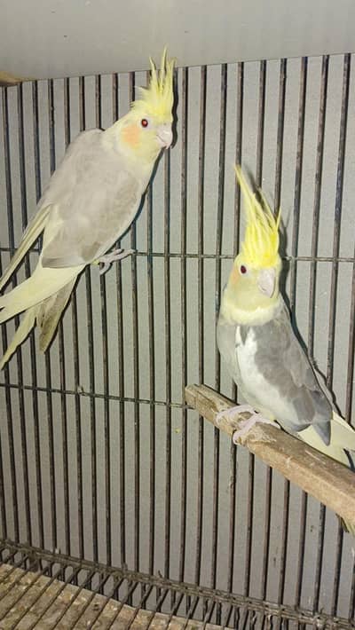 cocktail parrots and seed cleener machine