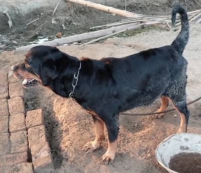 Rottweiler breeder Pair | Dog Adult Pair | Rottweiler Male & Female