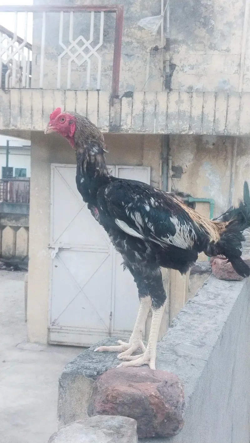Sindhi+Burmi — photo 3