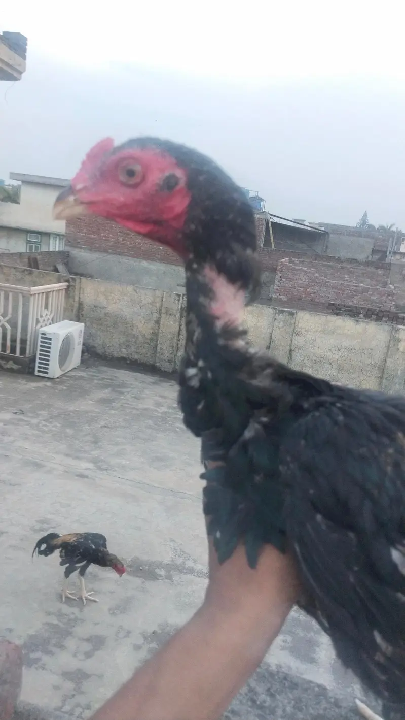 Sindhi+Burmi — photo 10