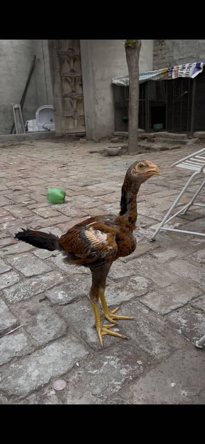 Aseel patha | Aseel chicks