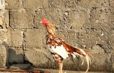 5 Hens + 1 Aseel Murgha With Cage