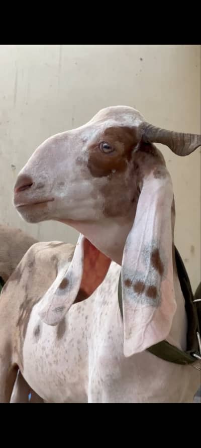 Bakra for sale