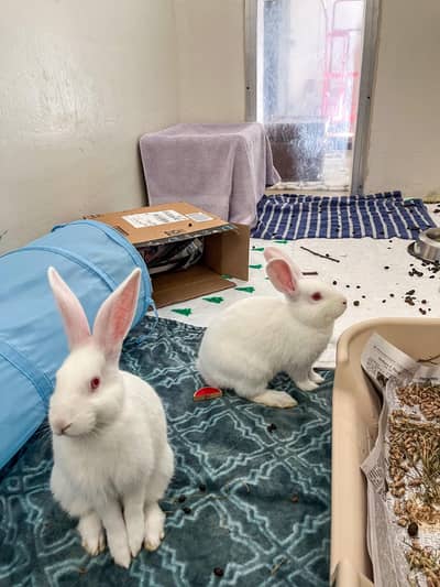 red eyes white rabbit pair