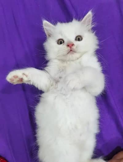 Persion Cat 2 month age My WhatsApp Number 03296428873 for sale