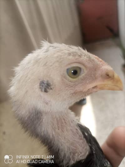 shamo for sale or exchange any imported breed