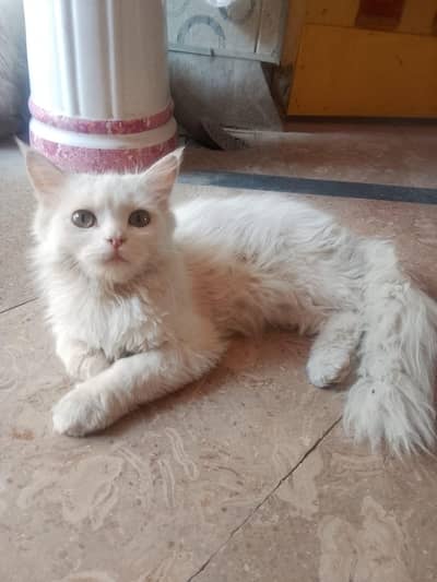 Persian cat