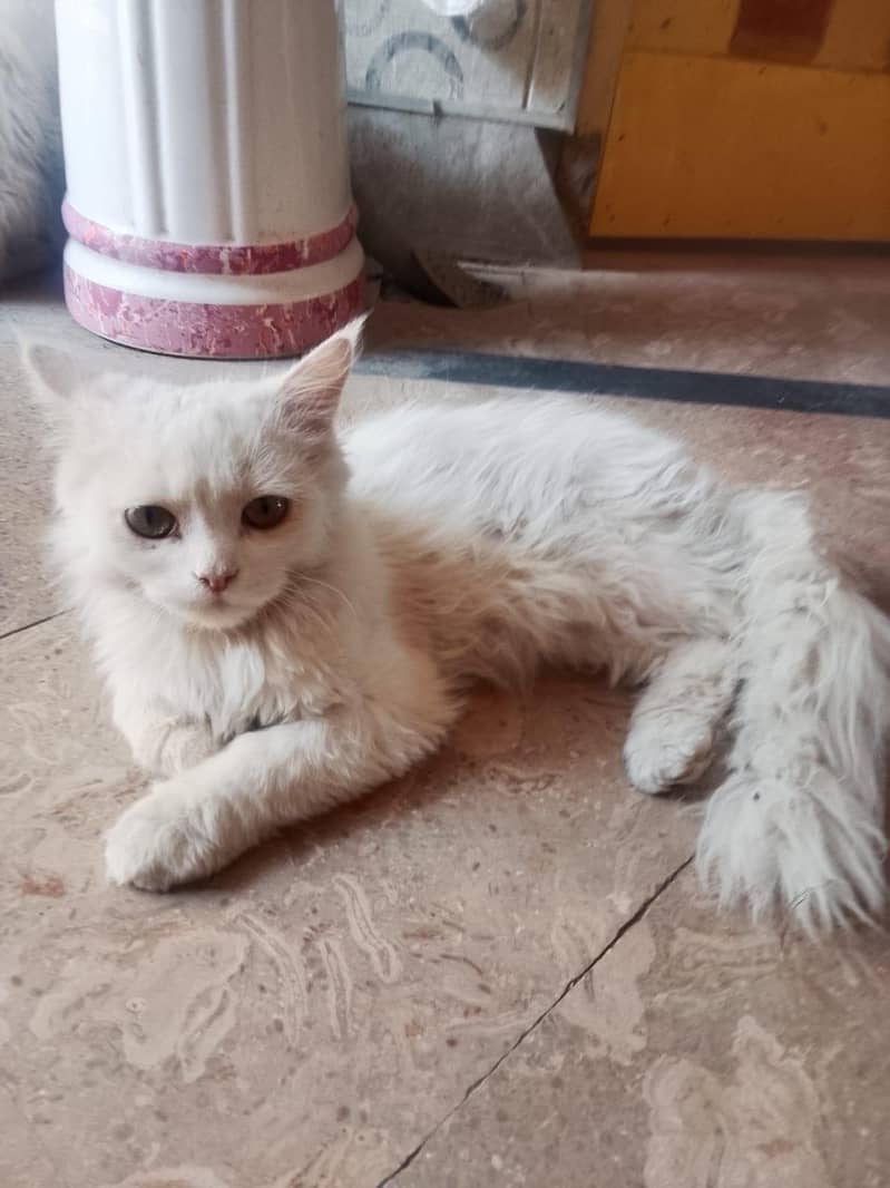 Persian cat 1