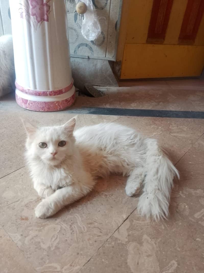 Persian cat 2