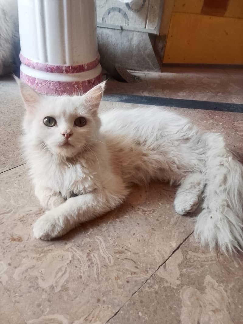 Persian cat 3
