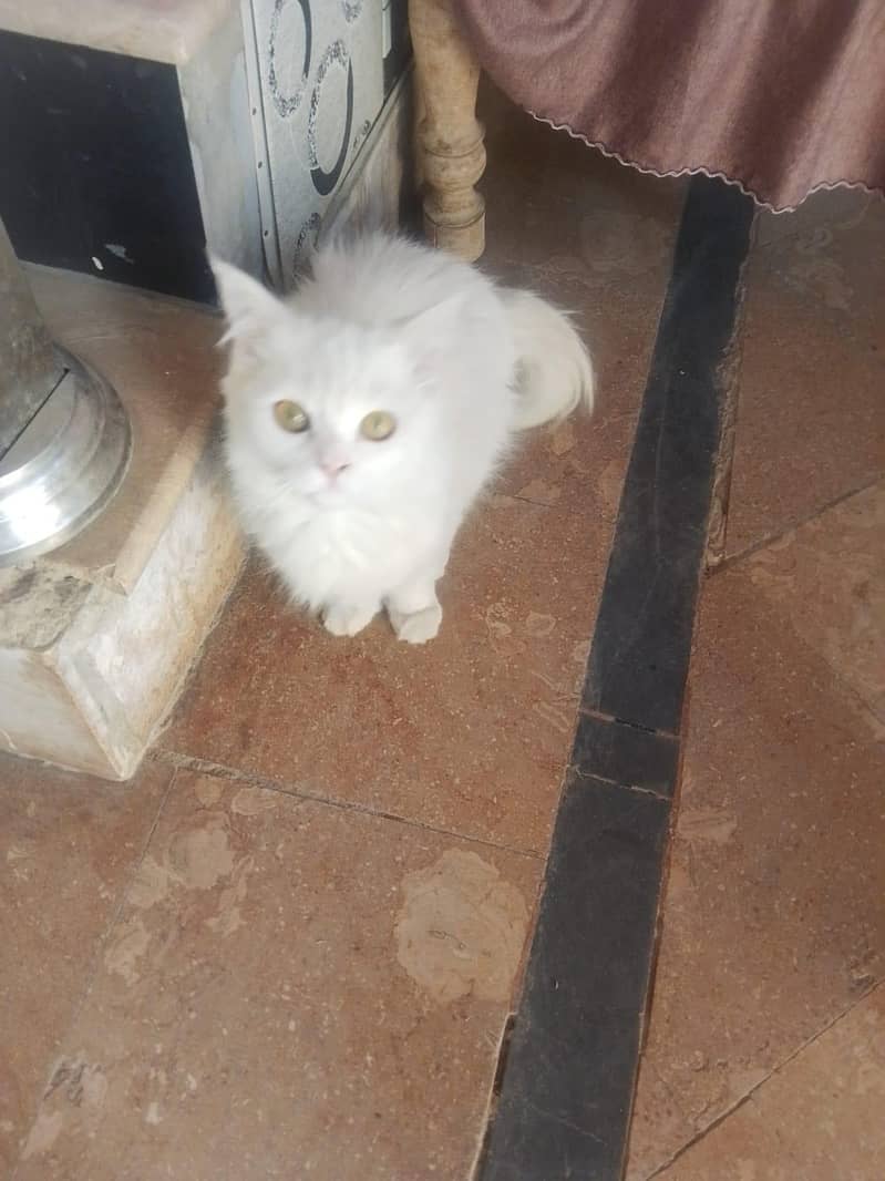 Persian cat 4