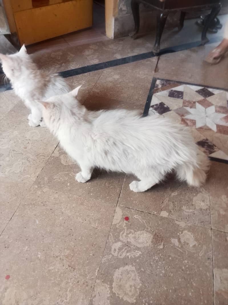 Persian cat 5
