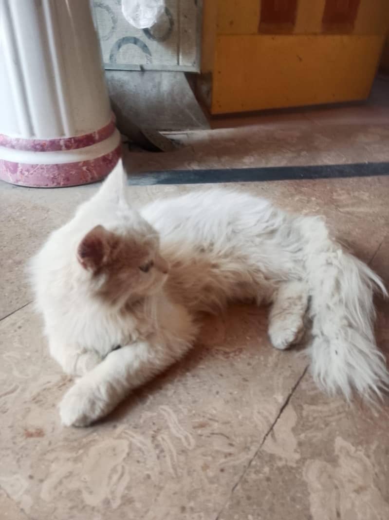 Persian cat 6