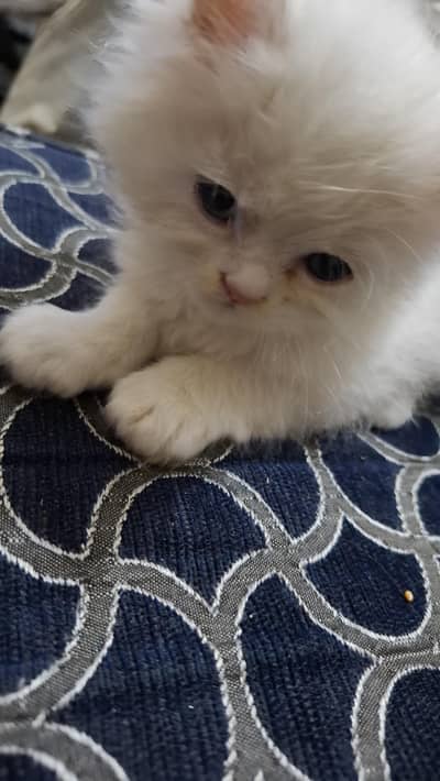 Persian kittens