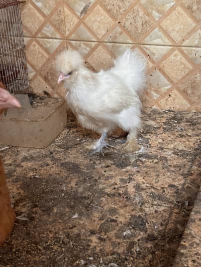 Golden , white buff , white silky , turkey