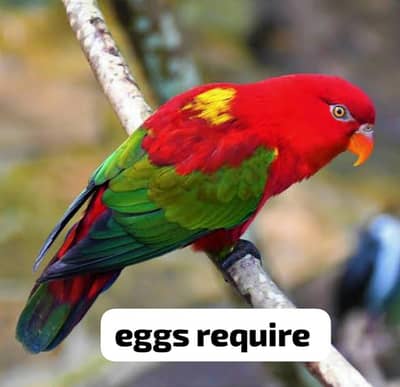 LORI FERTILE EGGS REQUIRE.