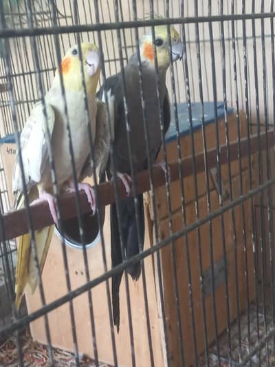 Coctail and albino breader pair for sell