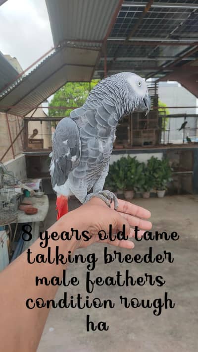 African grey pair with 2 babies