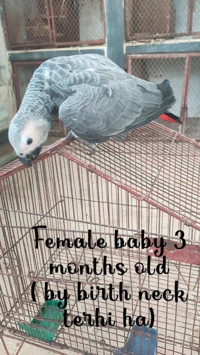 African grey near to self chick