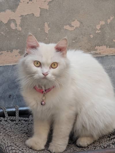 parsian Cats White Color