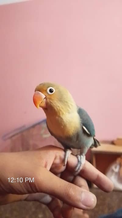 Hand-raised |Fully trained| lovebird for sale