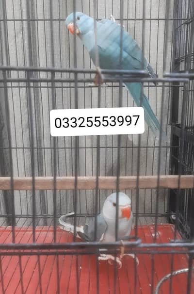 blue ct pair