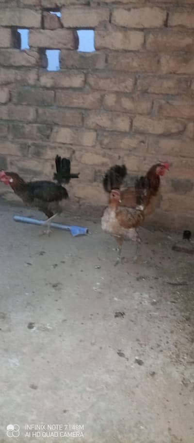 Hen's