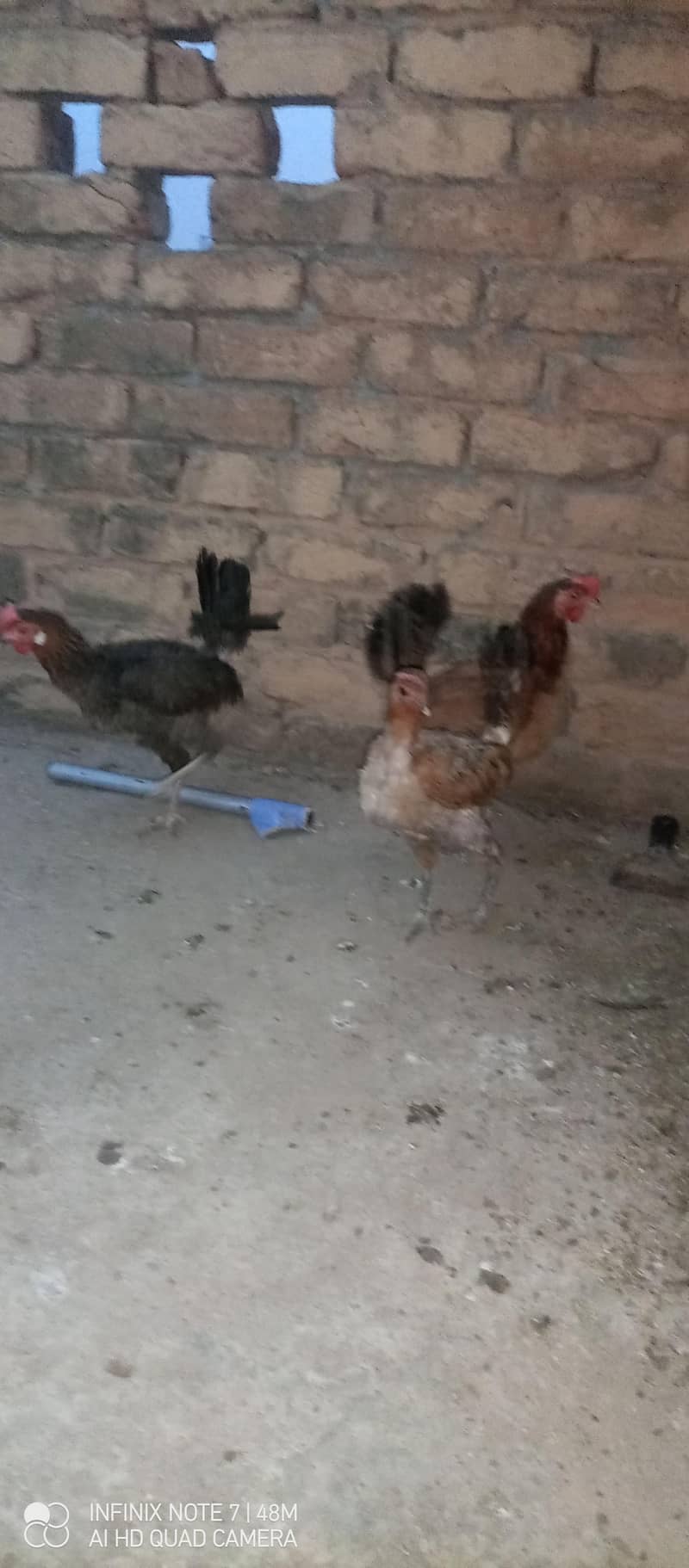 Hen's 0