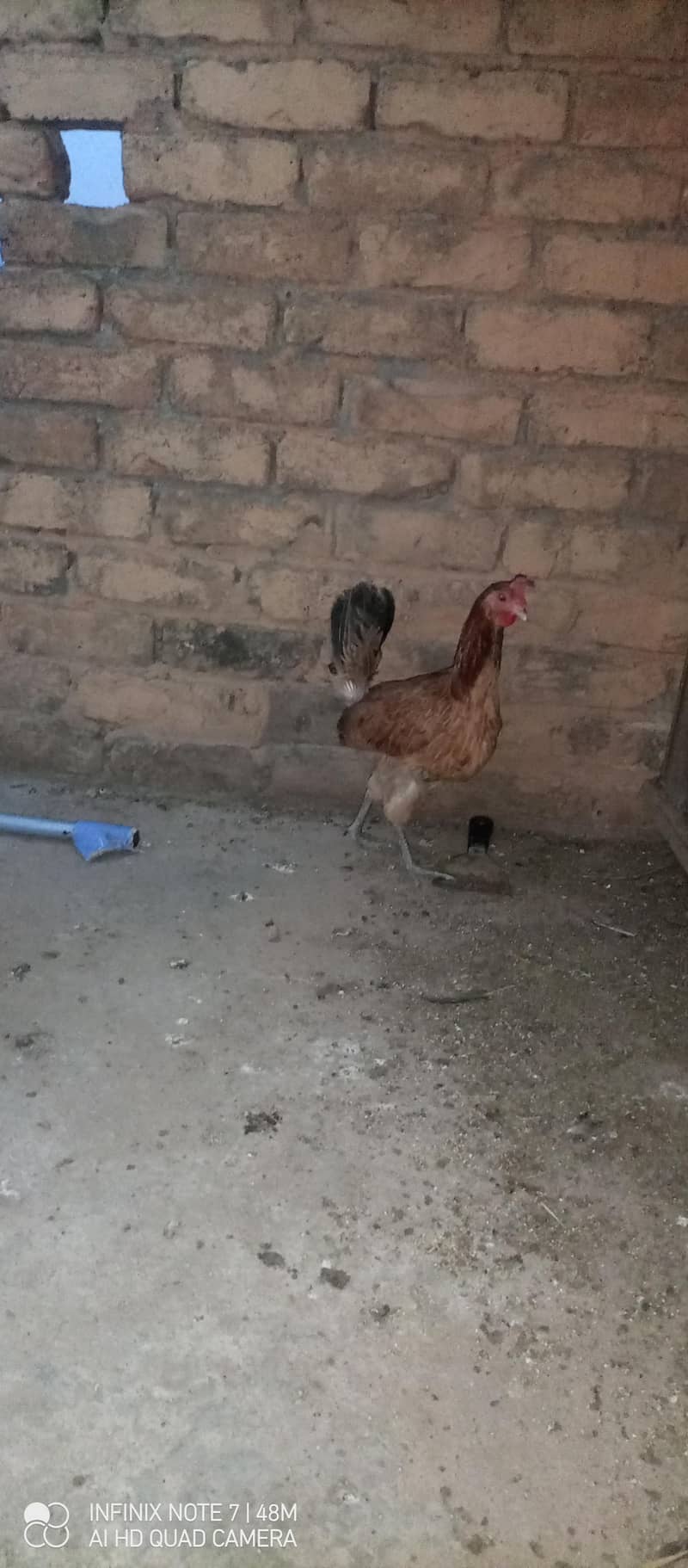 Hen's 1