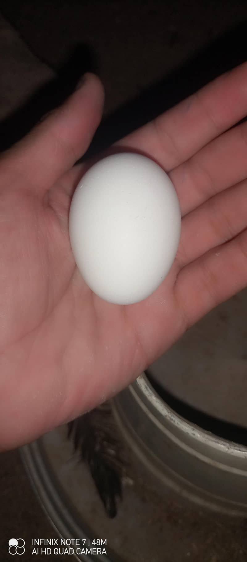 Hen's 4