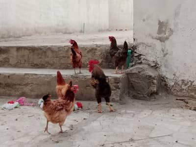 one make four female