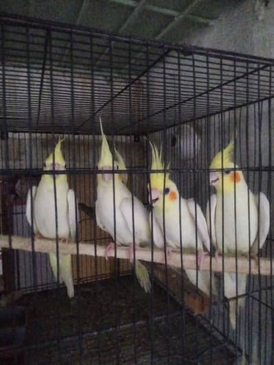 Breeder Pairs & handtame chicks