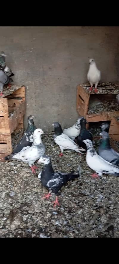 total 24 peace hai male female bachy mix