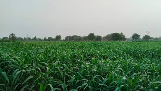 Prime 8 Kanal Agricultural Land Near New Sabzi Mandi