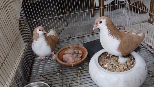 sherazi pair with 2 chicks with cage