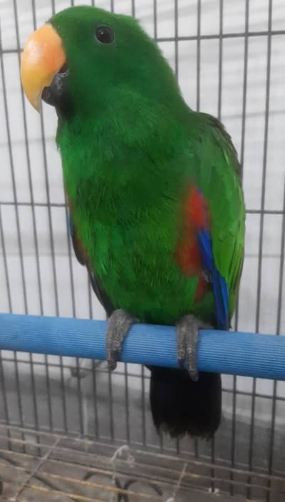 Eclectus Male