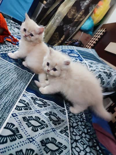 pure Persian kittens for sale