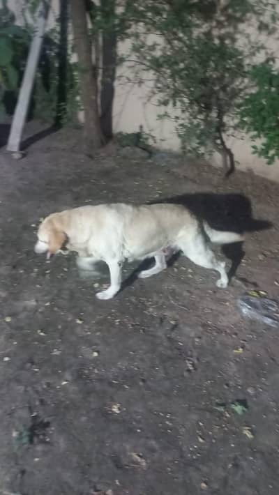 Labrador Pairr