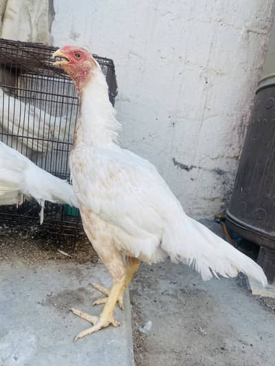 Parrot Beak Female Egg Laying For Sale Urgent
