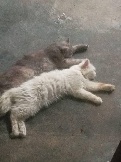 Persian cat pair for sale