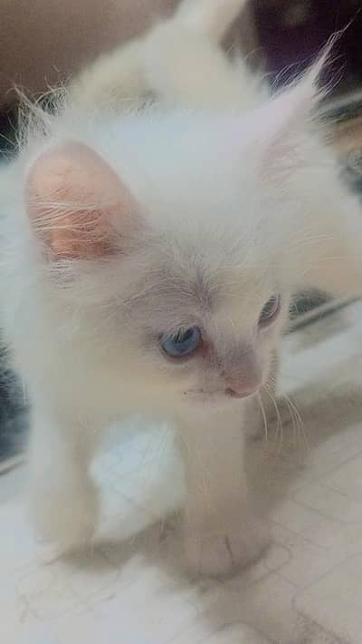 Persian blue eyes male kitten white colour triple coat