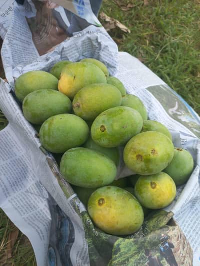 Multani Anwar latore Mango