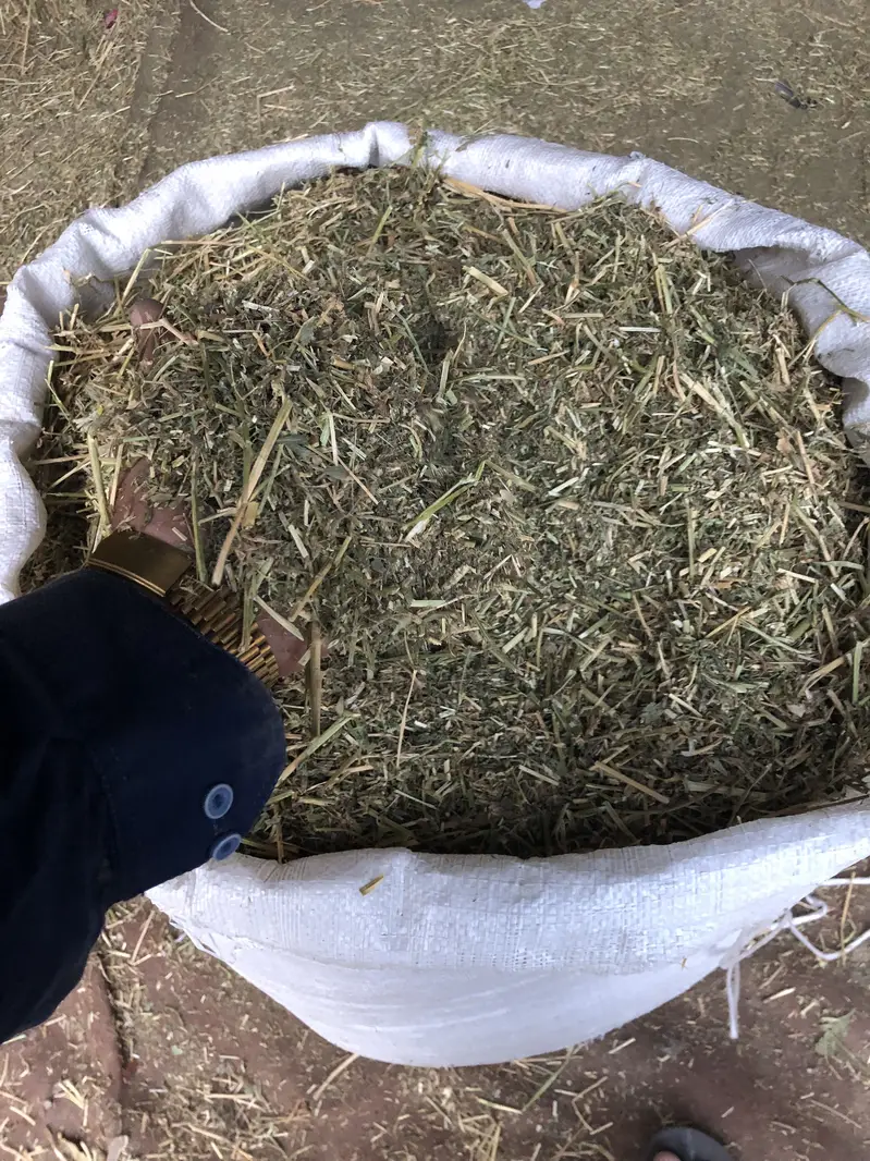 Export quality khushk locen Alfa Alfa hey available — photo 3