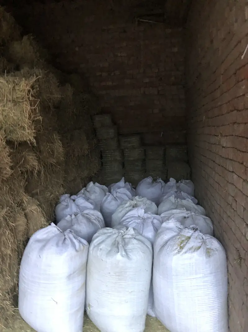 Export quality khushk locen Alfa Alfa hey available — photo 5