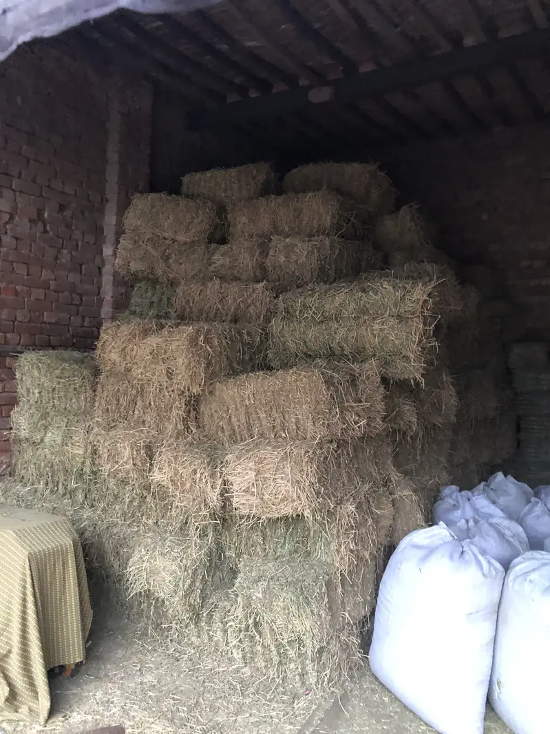 Export quality khushk locen Alfa Alfa hey available — photo 6