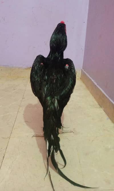 Jut black Mushka