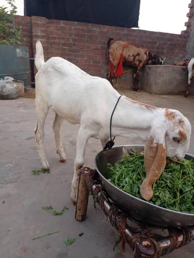 bakri ka bacha