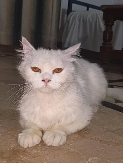 Persian cat double coat white colour